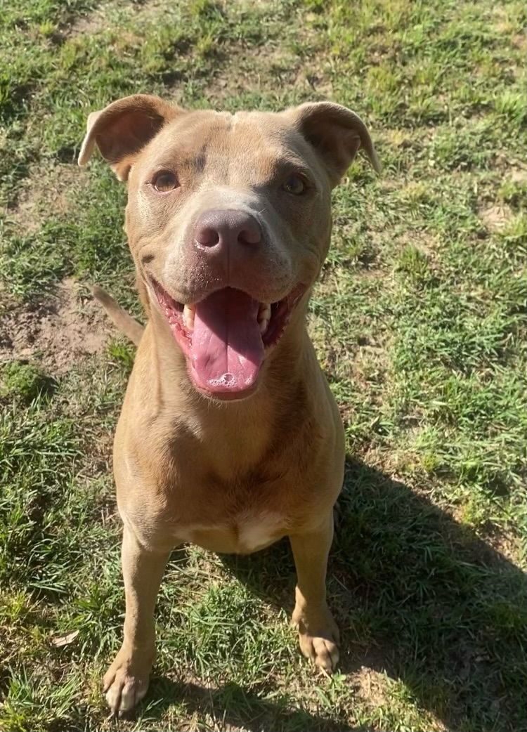 Miguel, an adoptable Pit Bull Terrier in Gun Barrel City, TX, 75147 | Photo Image 2