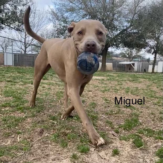 Miguel, an adoptable Pit Bull Terrier in Gun Barrel City, TX, 75147 | Photo Image 3