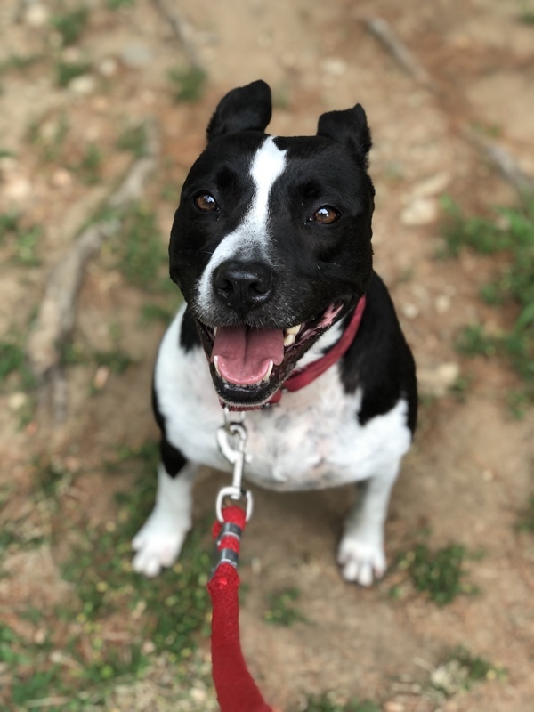 Staffordshire bull terrier sales border collie mix