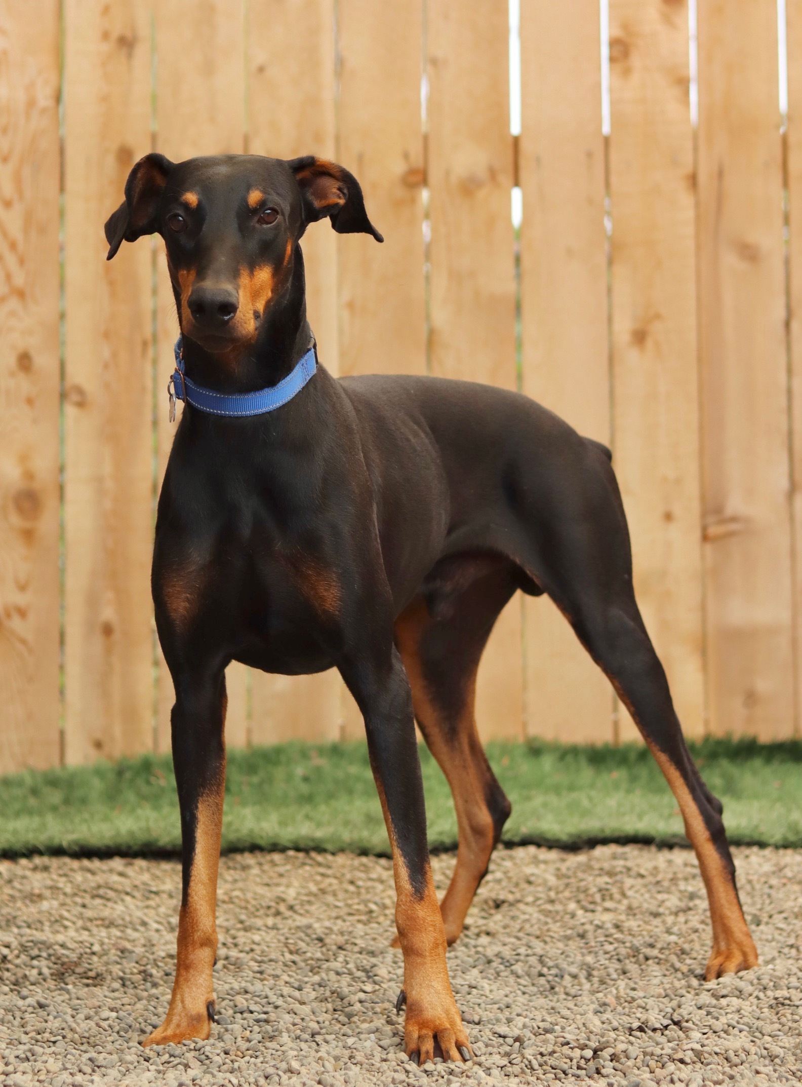 Murphy, an adoptable Doberman Pinscher in Portland, OR, 97239 | Photo Image 1