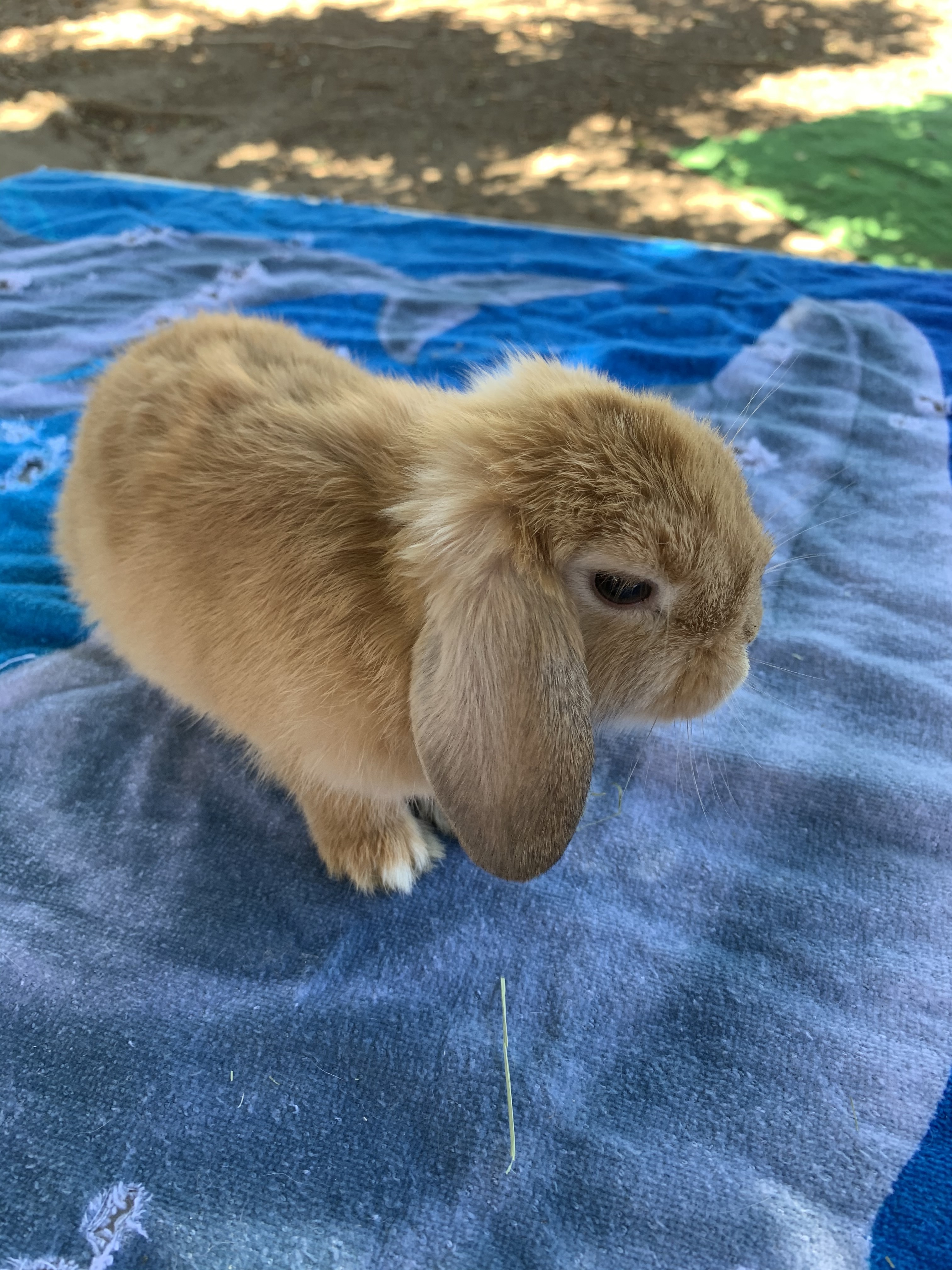 miniature cashmere lop rabbit