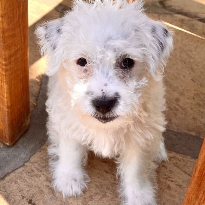 Spot, an adopted Terrier & Miniature Poodle Mix in San Diego, CA_image-1