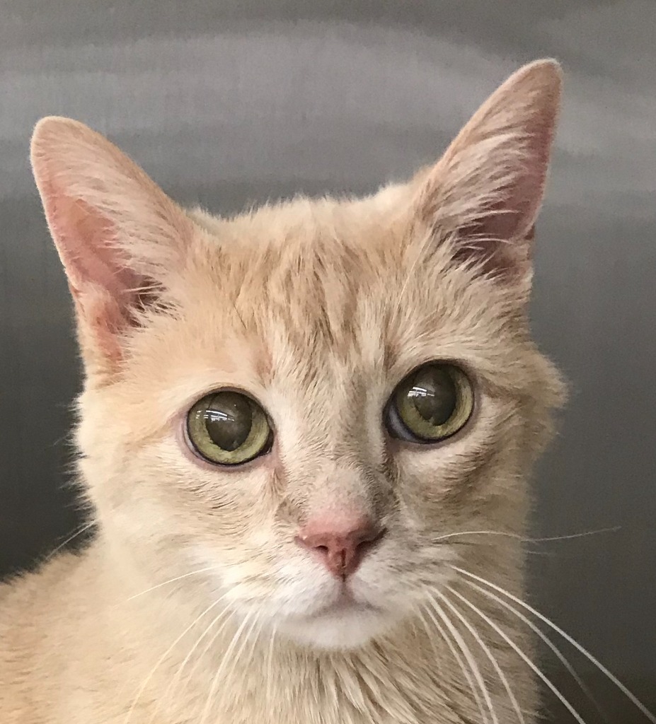 Harry, an adoptable Domestic Short Hair in Minnetonka, MN, 55343 | Photo Image 1