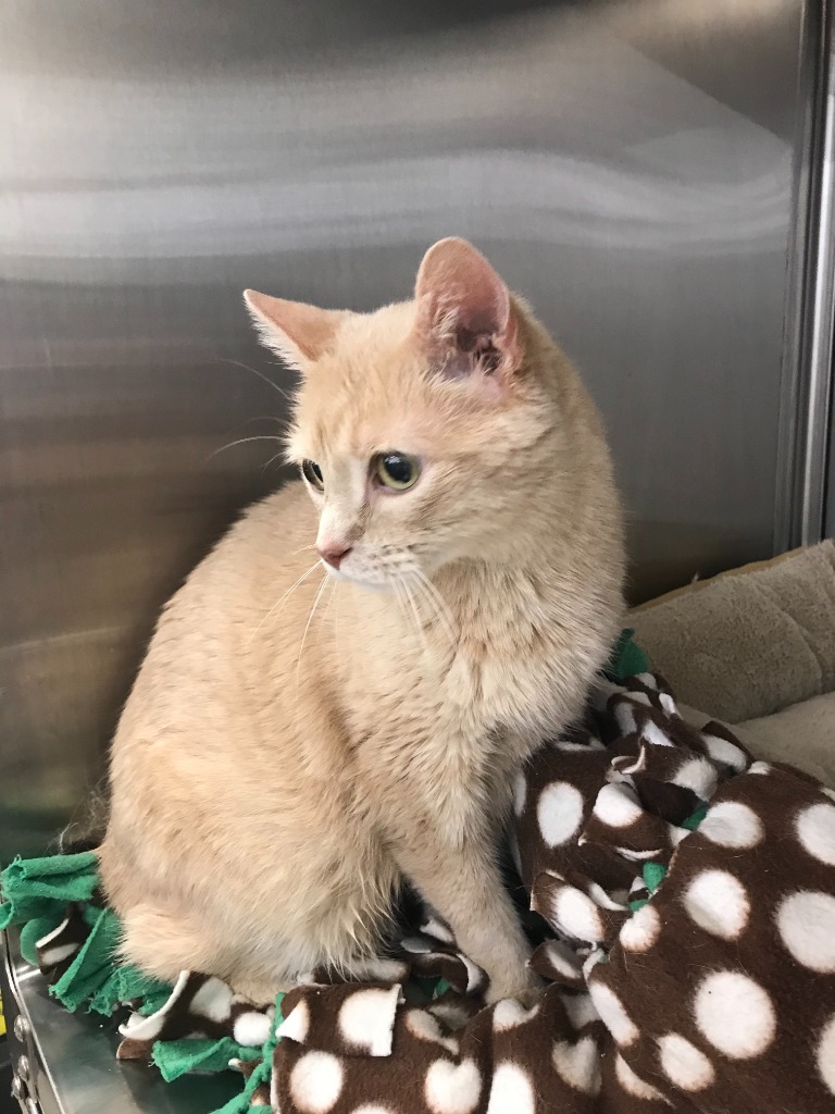 Harry, an adoptable Domestic Short Hair in Minnetonka, MN, 55343 | Photo Image 2