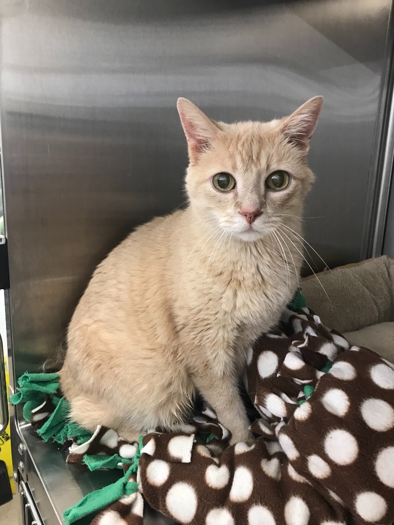 Harry, an adoptable Domestic Short Hair in Minnetonka, MN, 55343 | Photo Image 3