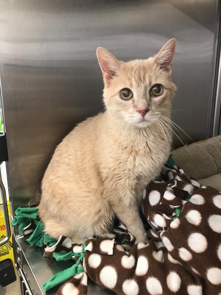 Harry, an adoptable Domestic Short Hair in Minnetonka, MN, 55343 | Photo Image 4