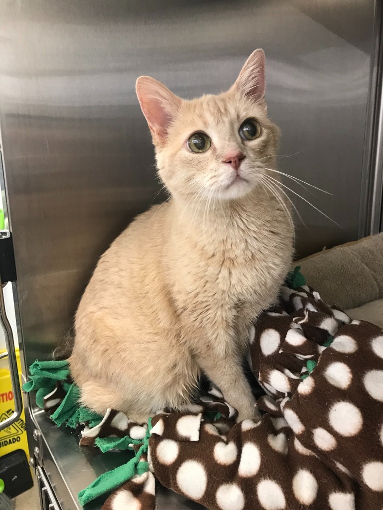 Harry, an adoptable Domestic Short Hair in Minnetonka, MN, 55343 | Photo Image 5