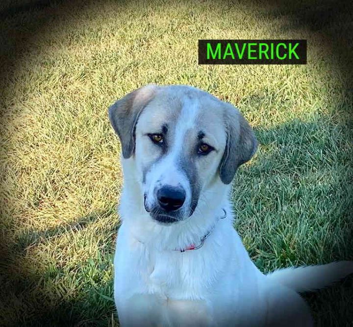 Maverick 1