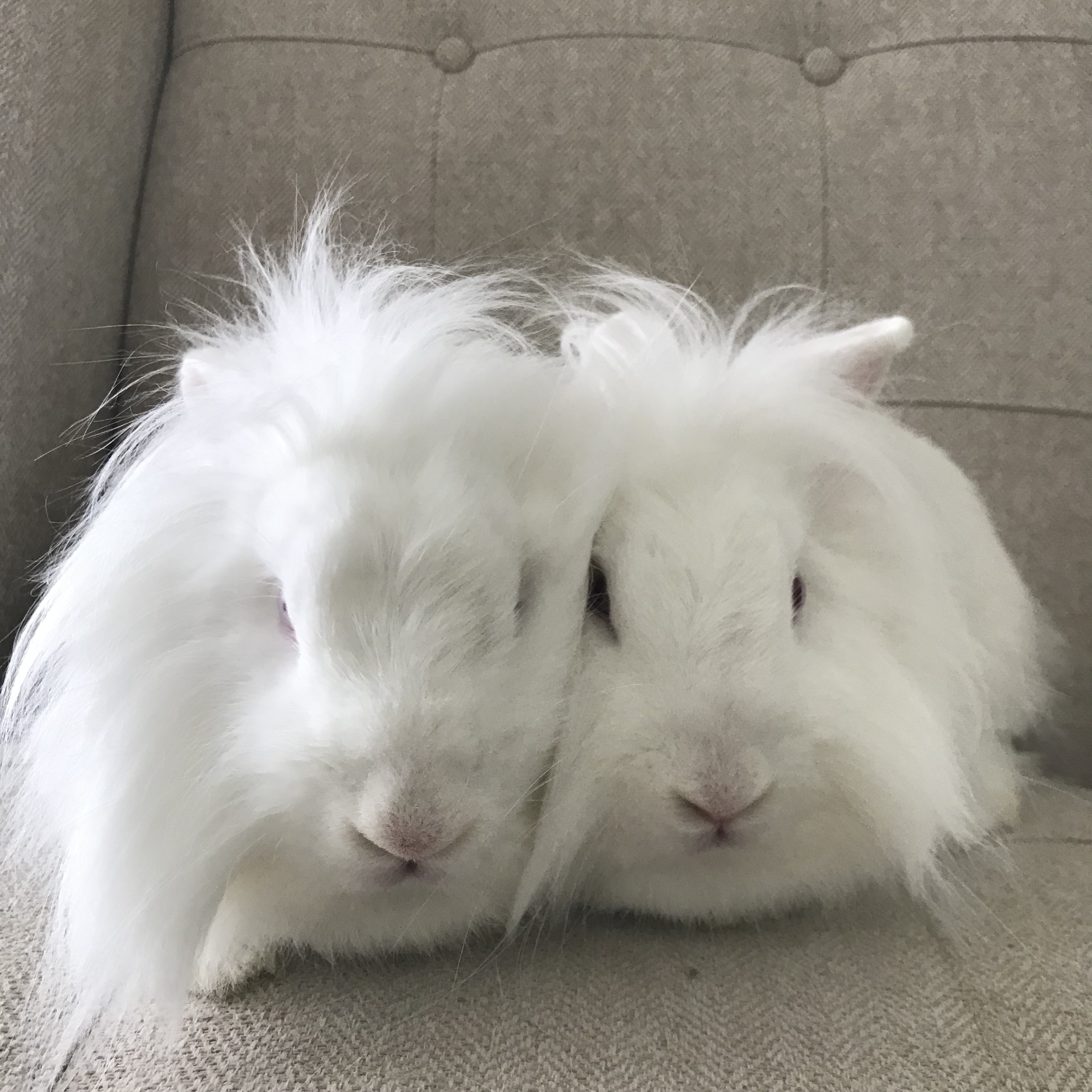 Rabbit for adoption Prudence and Philippa, a Lionhead in Birmingham