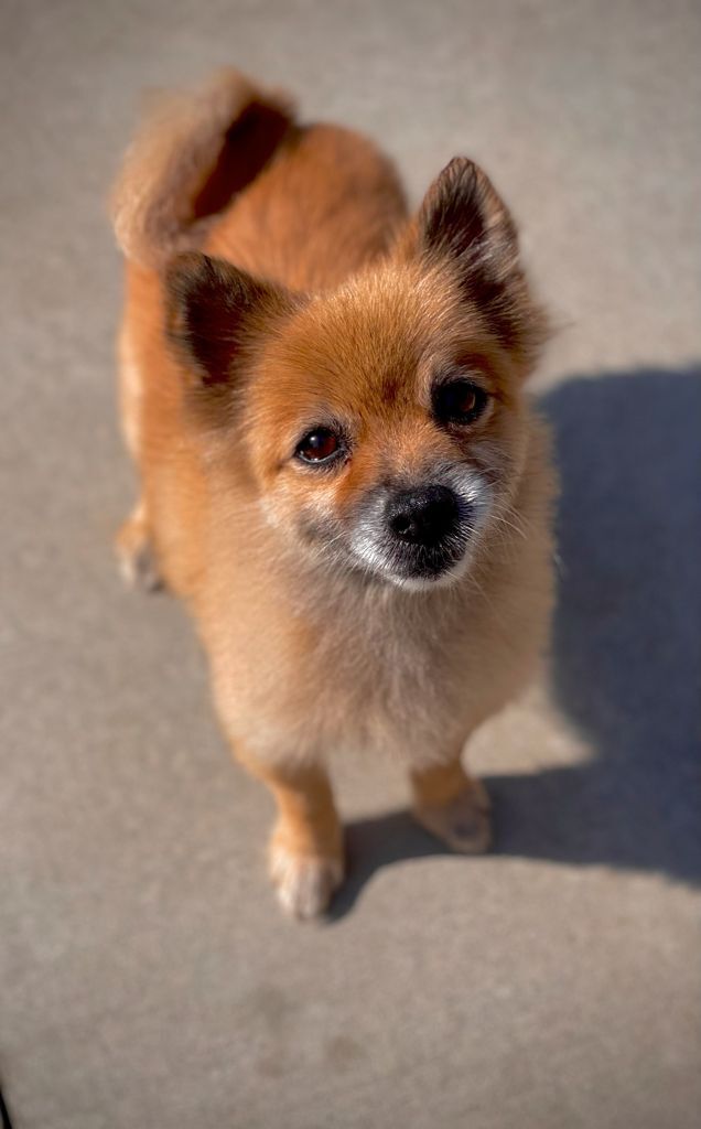 Presley, an adoptable Pomeranian in San Francisco, CA, 94132 | Photo Image 2
