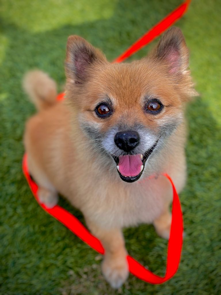 Presley, an adoptable Pomeranian in San Francisco, CA, 94132 | Photo Image 4