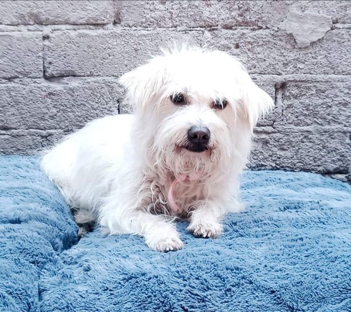 Poppy, an adopted Maltese Mix in San Diego, CA_image-3