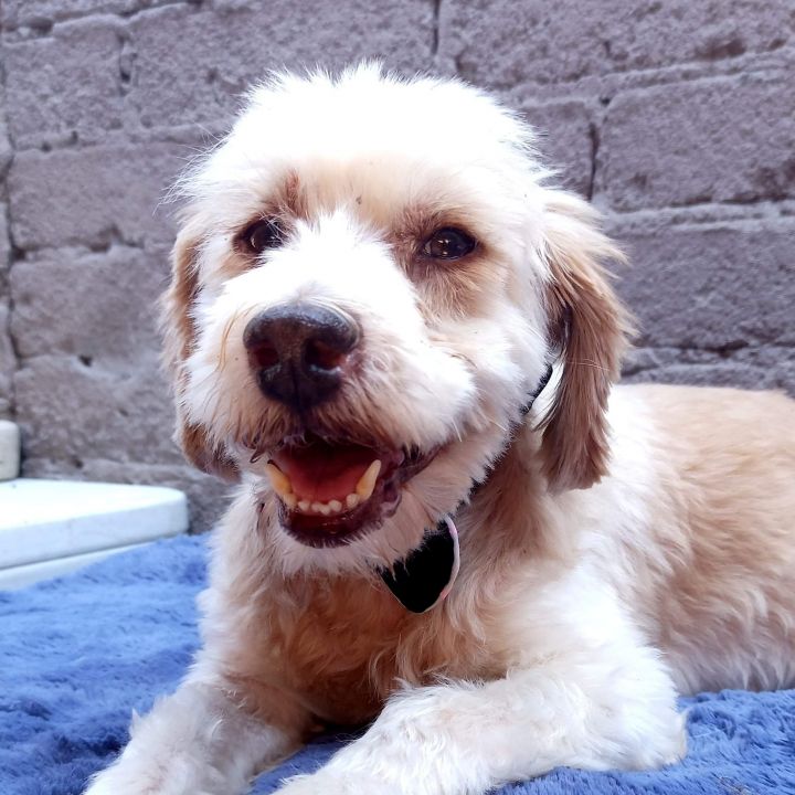 Dudley, an adopted Wheaten Terrier Mix in San Diego, CA_image-1