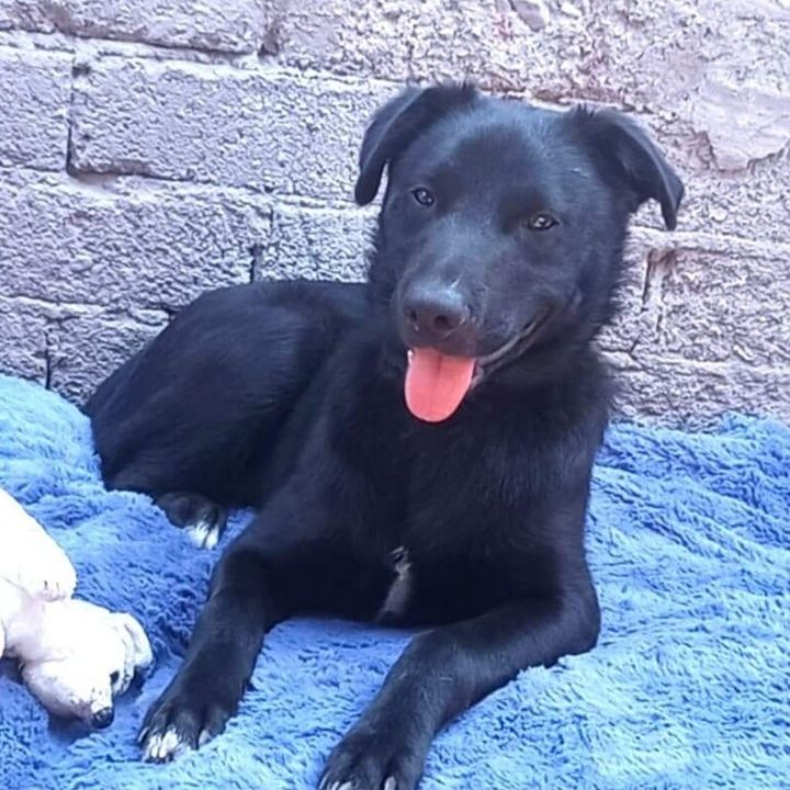Fernie, an adopted Labrador Retriever Mix in San Diego, CA_image-1
