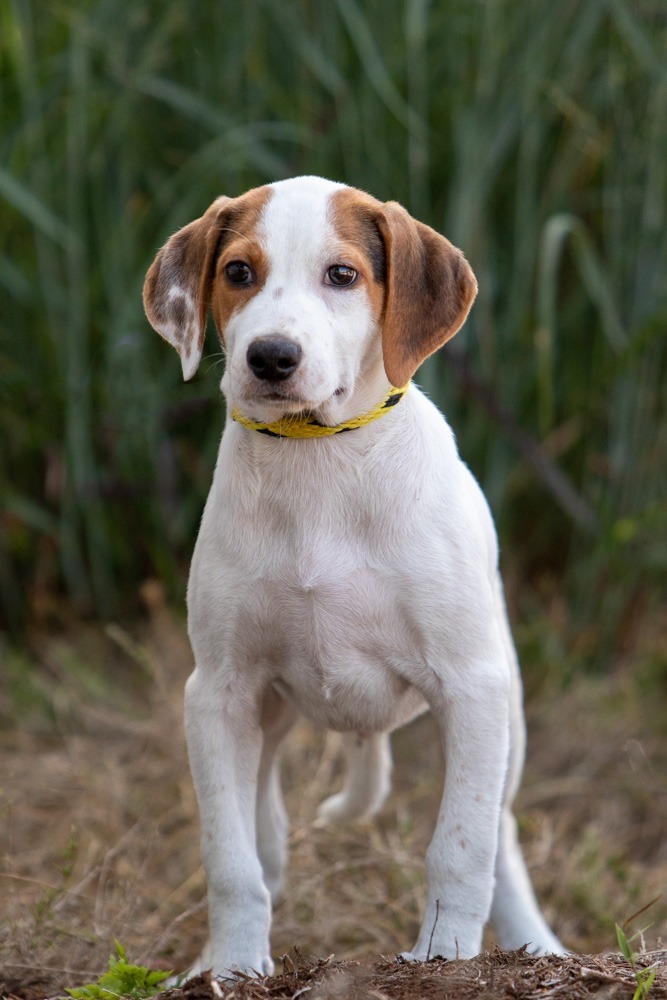 Boone, an adoptable Hound Mix in Murphysboro, IL_image-4