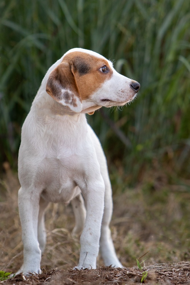 Boone, an adoptable Hound Mix in Murphysboro, IL_image-5