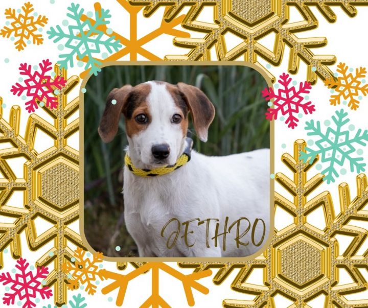 Jethro, an adoptable Hound Mix in Murphysboro, IL_image-1