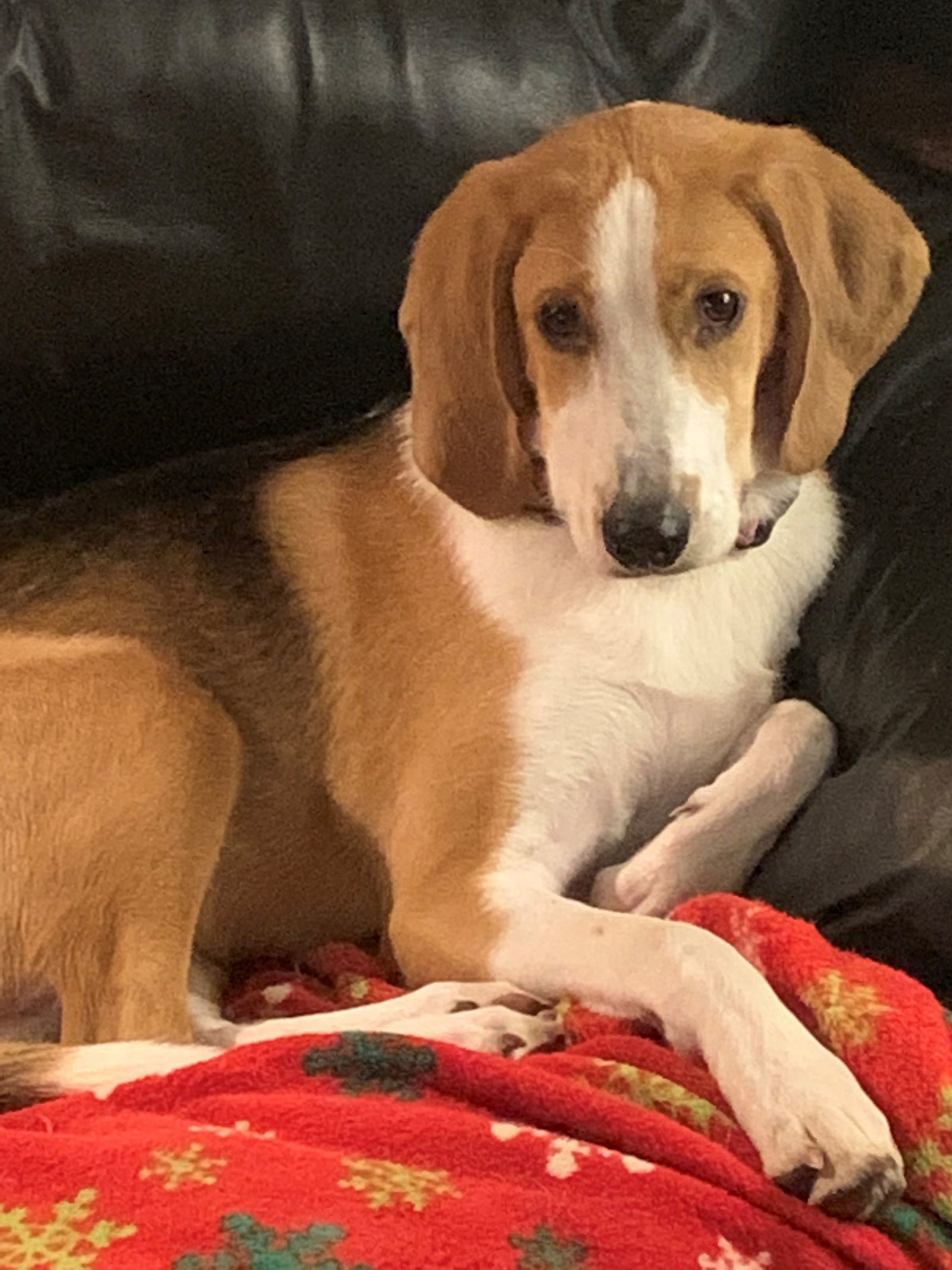 American foxhound sale beagle mix