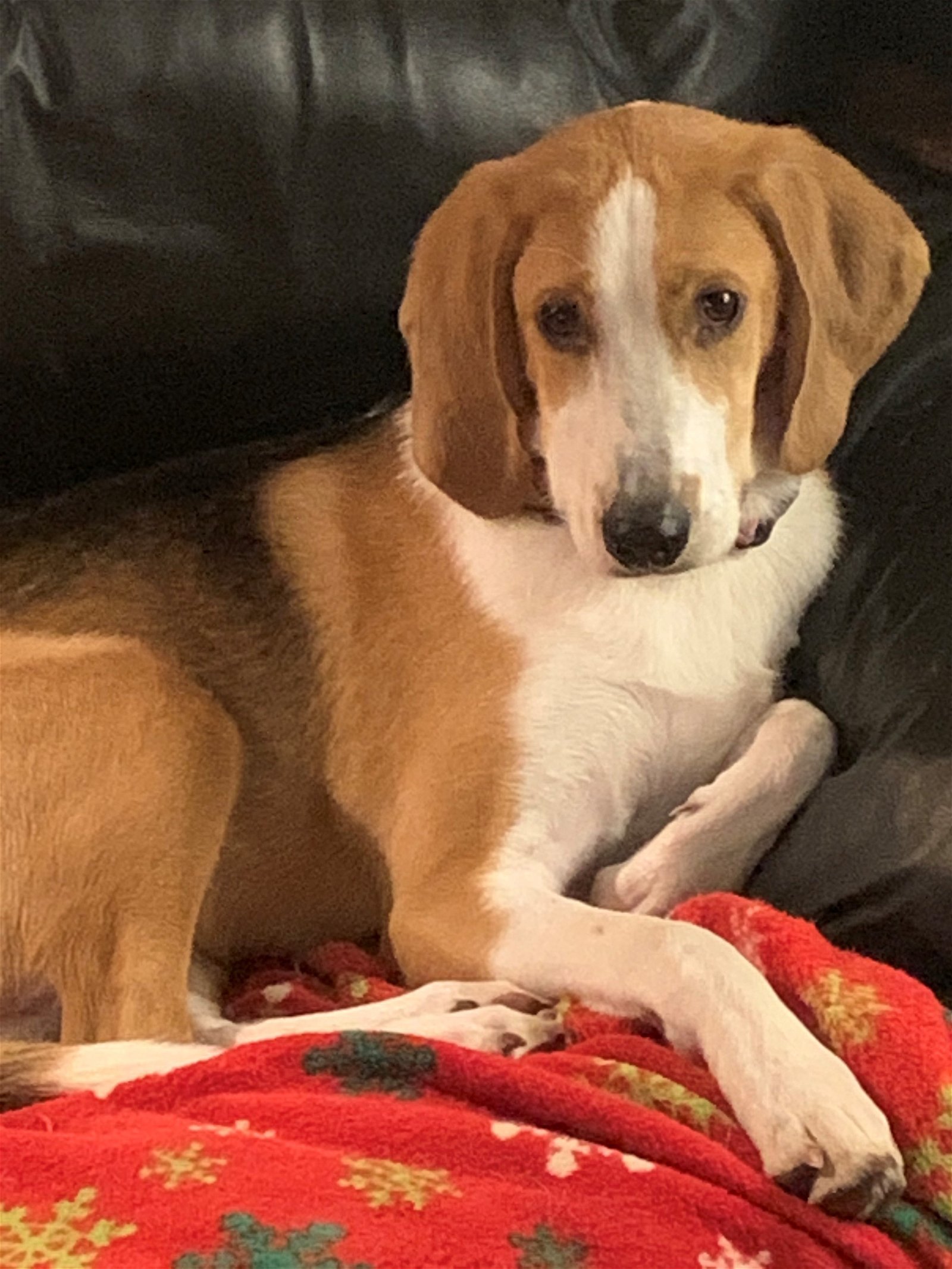 Razzle, an adoptable Beagle, Foxhound in Lutherville, MD, 21093 | Photo Image 1