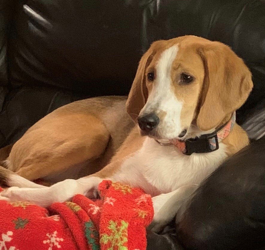 Razzle, an adoptable Beagle, Foxhound in Lutherville, MD, 21093 | Photo Image 2