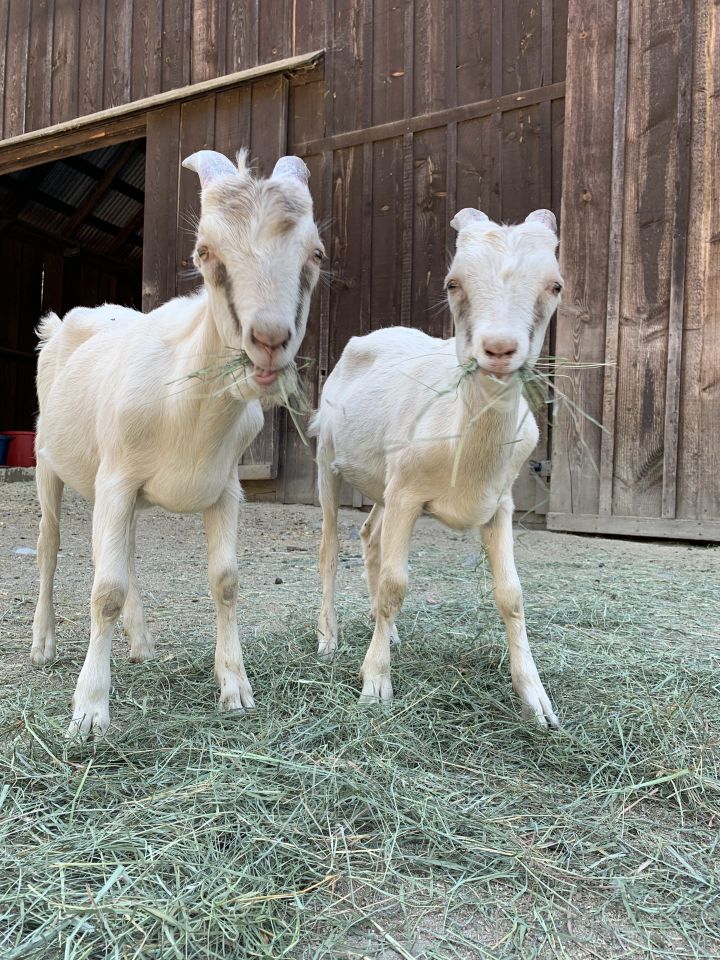Billy & Bobby, an adopted LaMancha in Jacksonville, OR_image-2