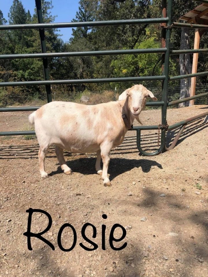Lily, Rosie, & Pele 3