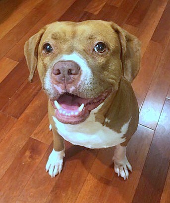 Jenna the dog