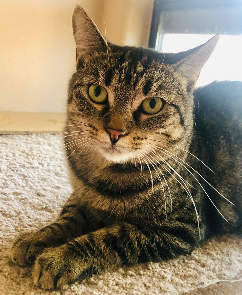 MAMA MARIA & HARRIET, an adoptable Tabby in Oro Valley, AZ, 85737 | Photo Image 3