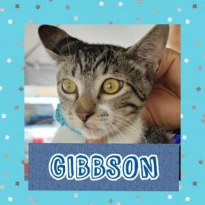 CATS_Ponce2_Gibbson-M