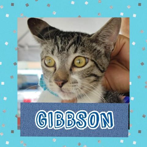 CATS_Ponce2_Gibbson-M, an adoptable Domestic Short Hair in Patterson, NY_image-1