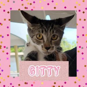 CATS_Ponce2_Gitty-F