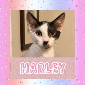 CATS_SanJuan2_Harley-M