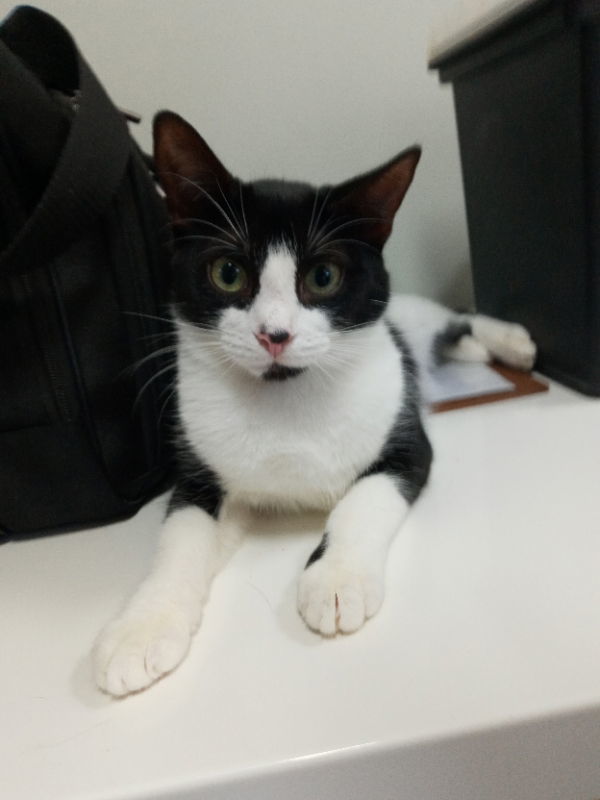 Snap Dragon, an adoptable American Shorthair in Naples, FL, 34116 | Photo Image 1