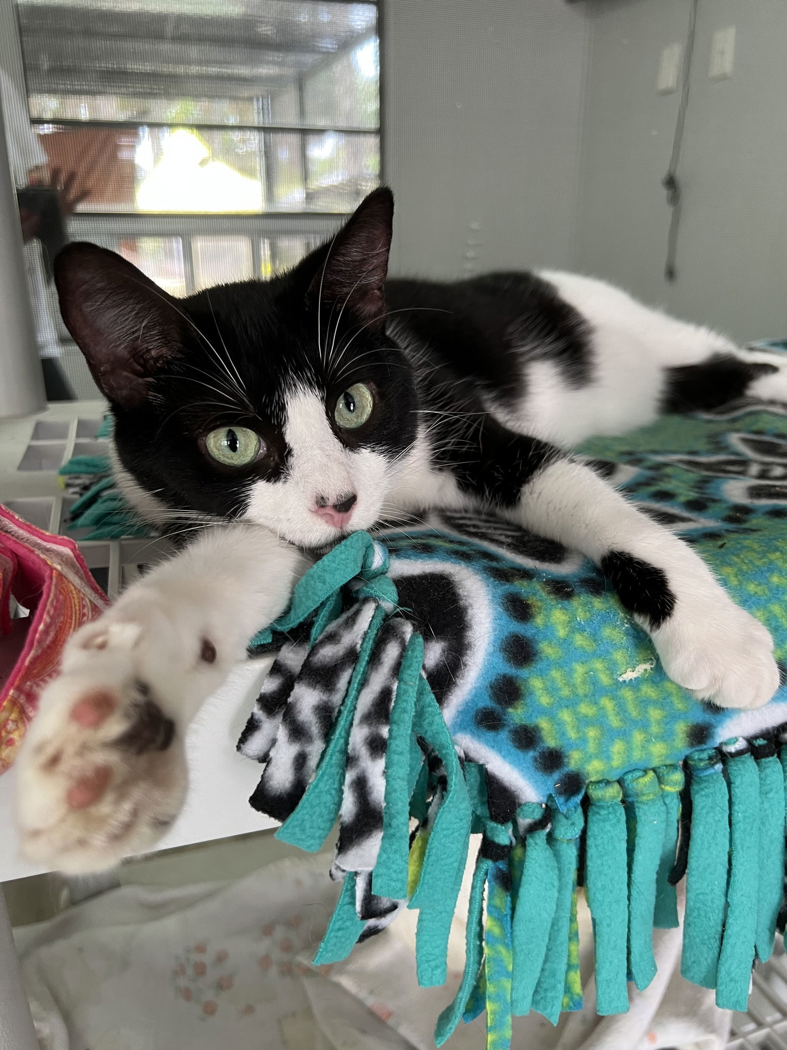 Snap Dragon, an adoptable American Shorthair in Naples, FL, 34116 | Photo Image 2