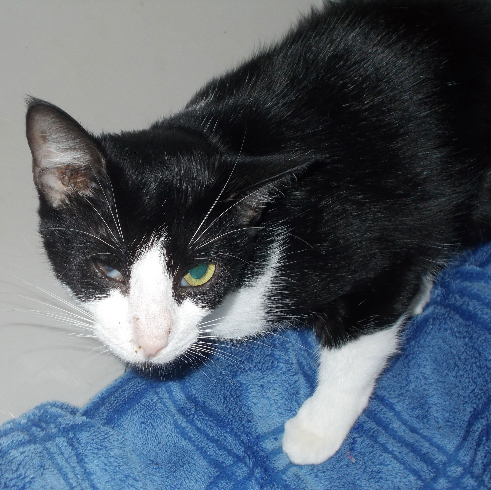 Sunny Acres, an adoptable American Shorthair in Naples, FL, 34116 | Photo Image 1