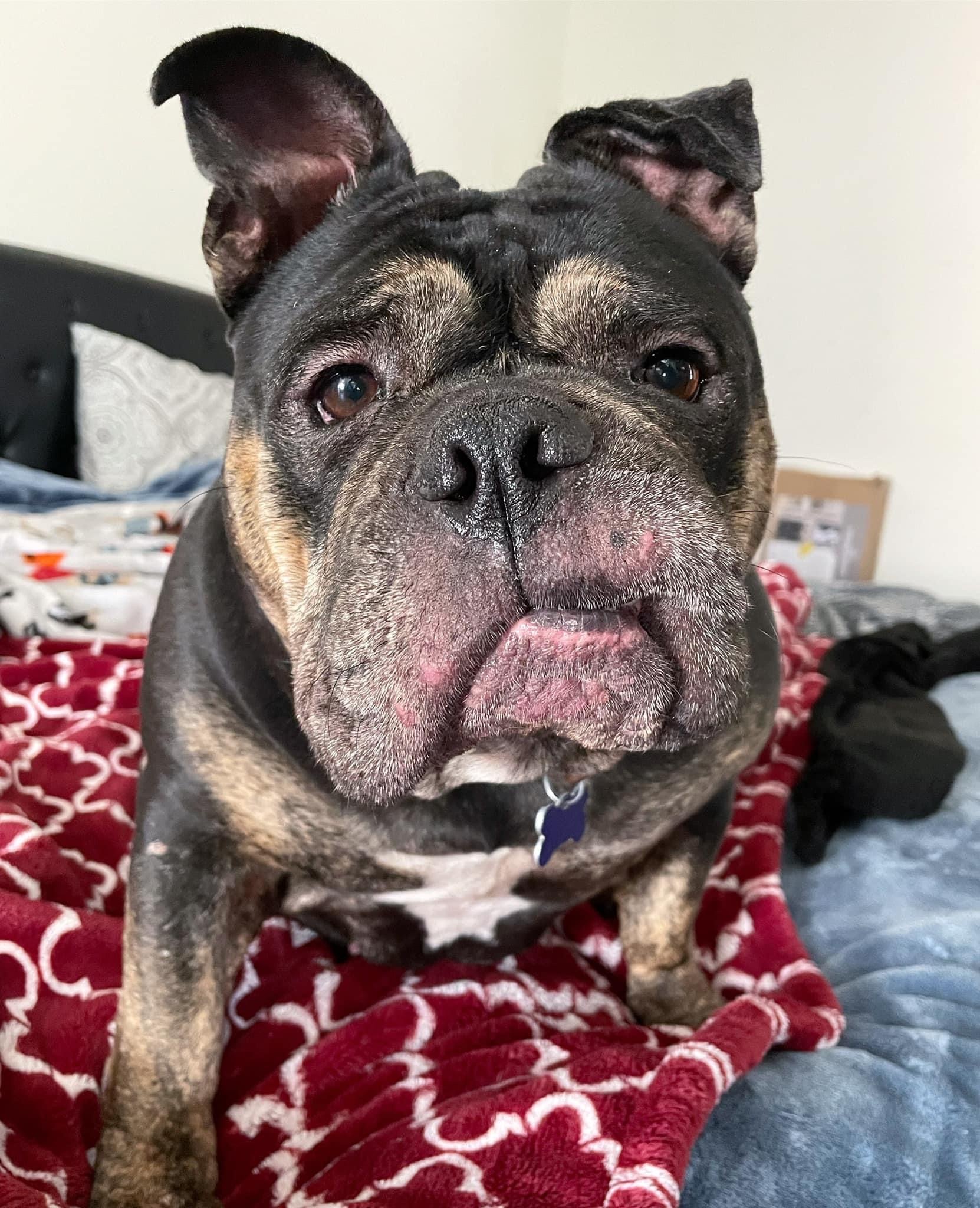 French bulldog mixed hot sale with english bulldog