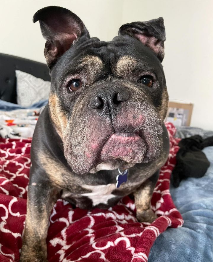 halvkugle Motley Lyrical Dog for adoption - Truffle Shuffle , an English Bulldog Mix in Sacramento,  CA | Petfinder