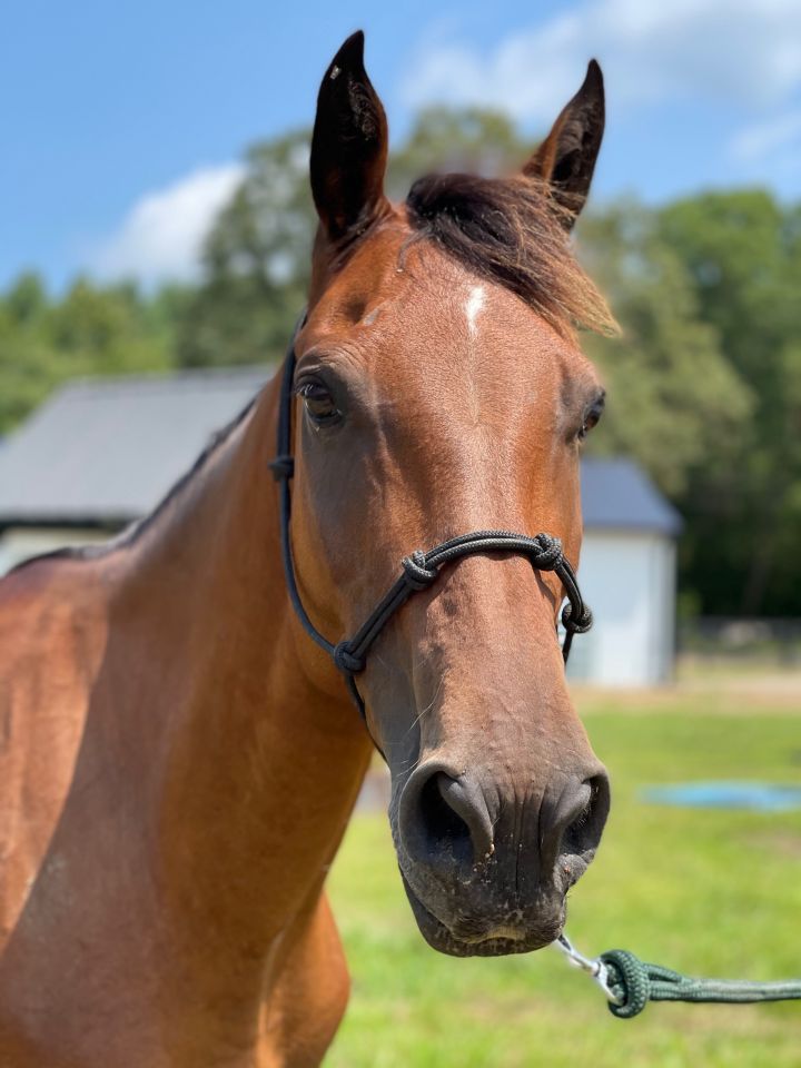 Joy, an adopted Quarterhorse in Hohenwald , TN_image-2
