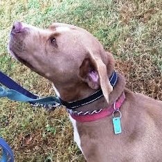 Diamond *Adopt or Foster*, an adoptable Pit Bull Terrier in Fairfax, VA, 22038 | Photo Image 1