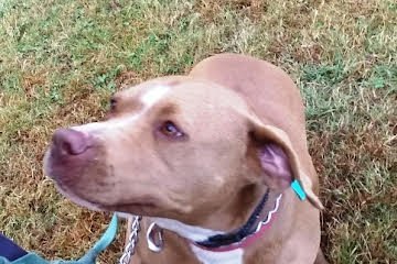 Diamond *Adopt or Foster*, an adoptable Pit Bull Terrier in Fairfax, VA, 22038 | Photo Image 3