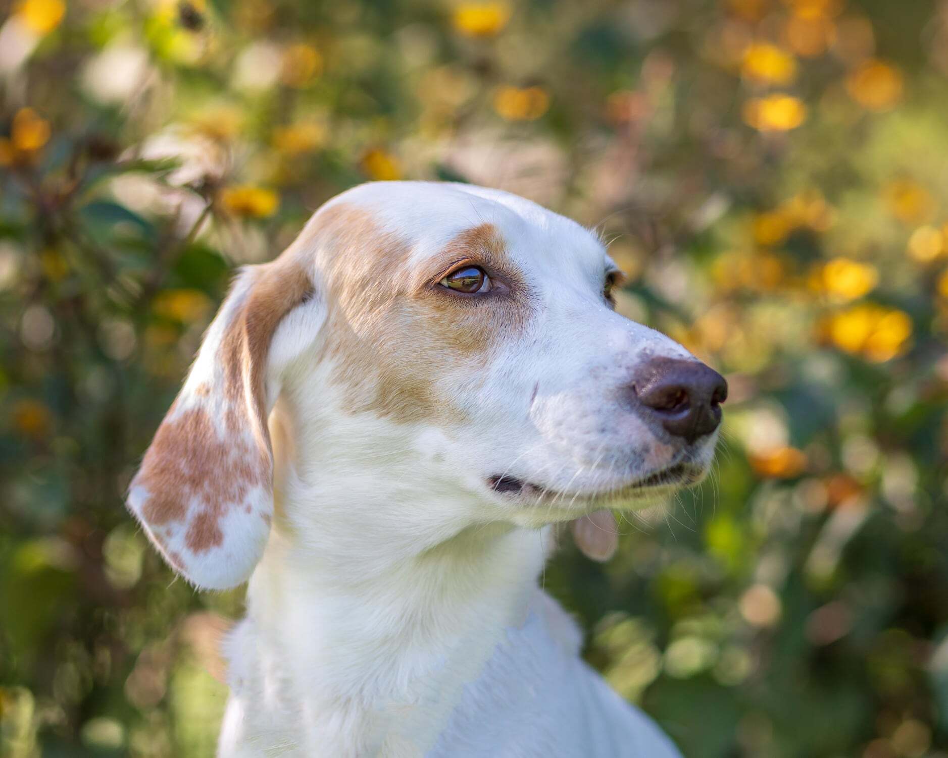 Tilly - Foster to Adopt, an adoptable Foxhound in North Bay, ON, P1B 8G2 | Photo Image 2