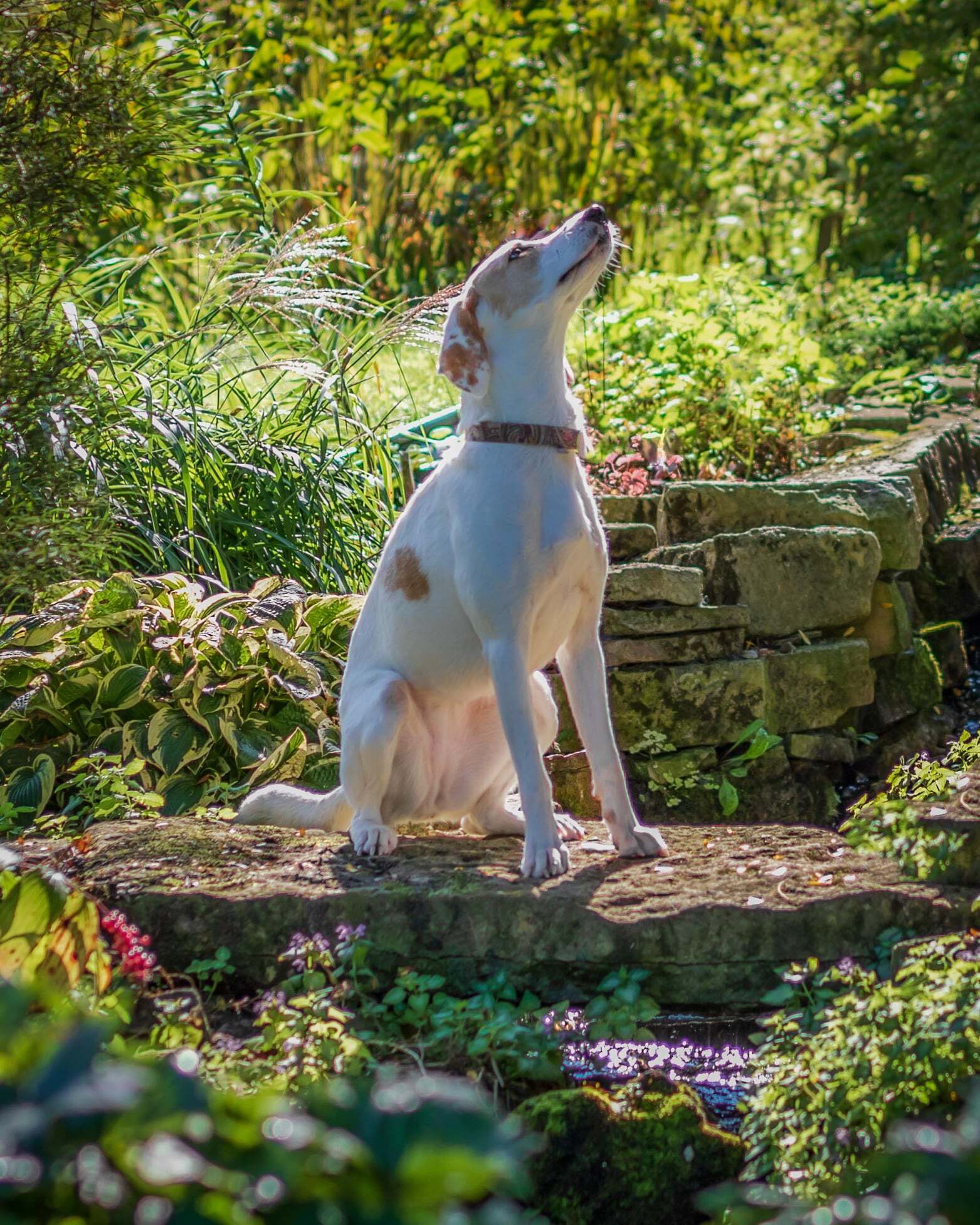 Tilly - Foster to Adopt, an adoptable Foxhound in North Bay, ON, P1B 8G2 | Photo Image 4