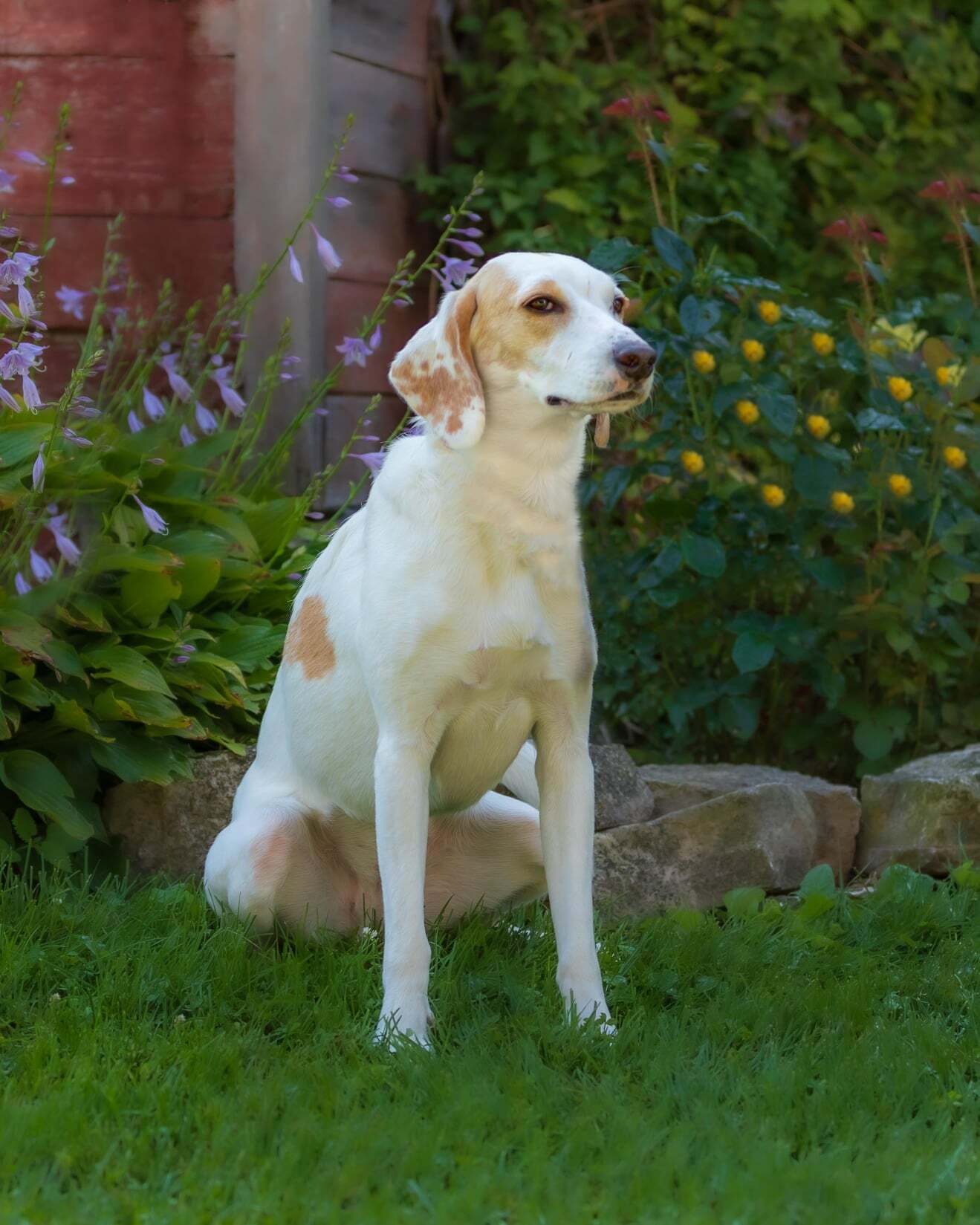 Tilly, an adoptable Foxhound in North Bay, ON, P1B 8G2 | Photo Image 4