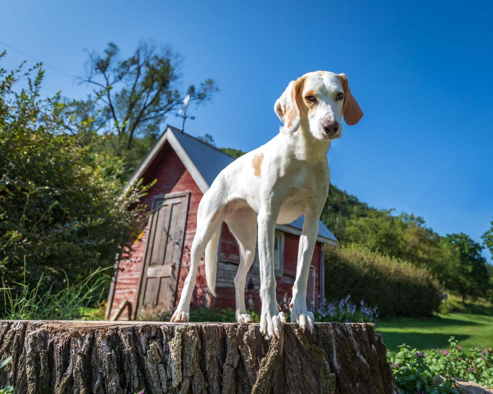 Tilly - Foster to Adopt, an adoptable Foxhound in North Bay, ON, P1B 8G2 | Photo Image 8