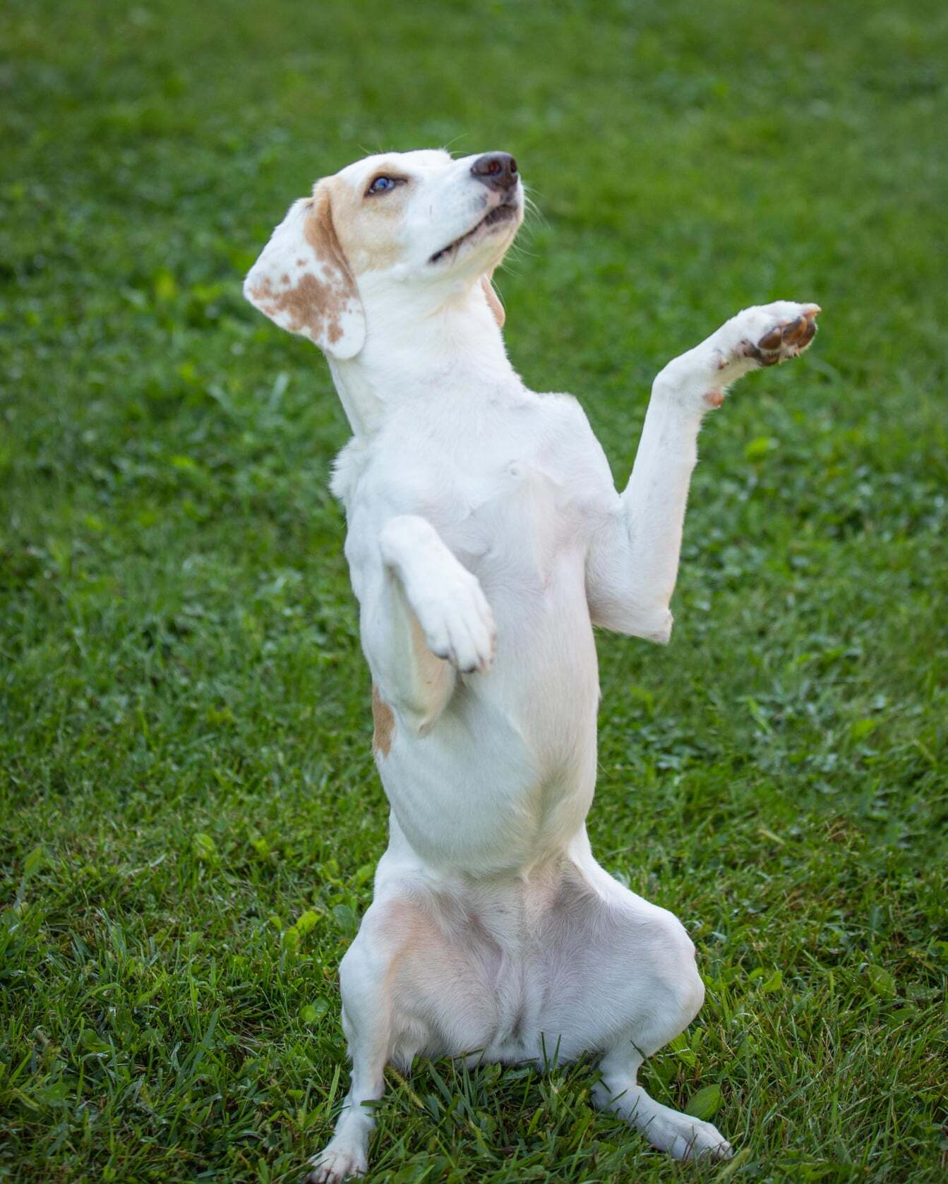 Tilly - Foster to Adopt, an adoptable Foxhound in North Bay, ON, P1B 8G2 | Photo Image 10