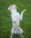 Tilly - the queen! photo 6