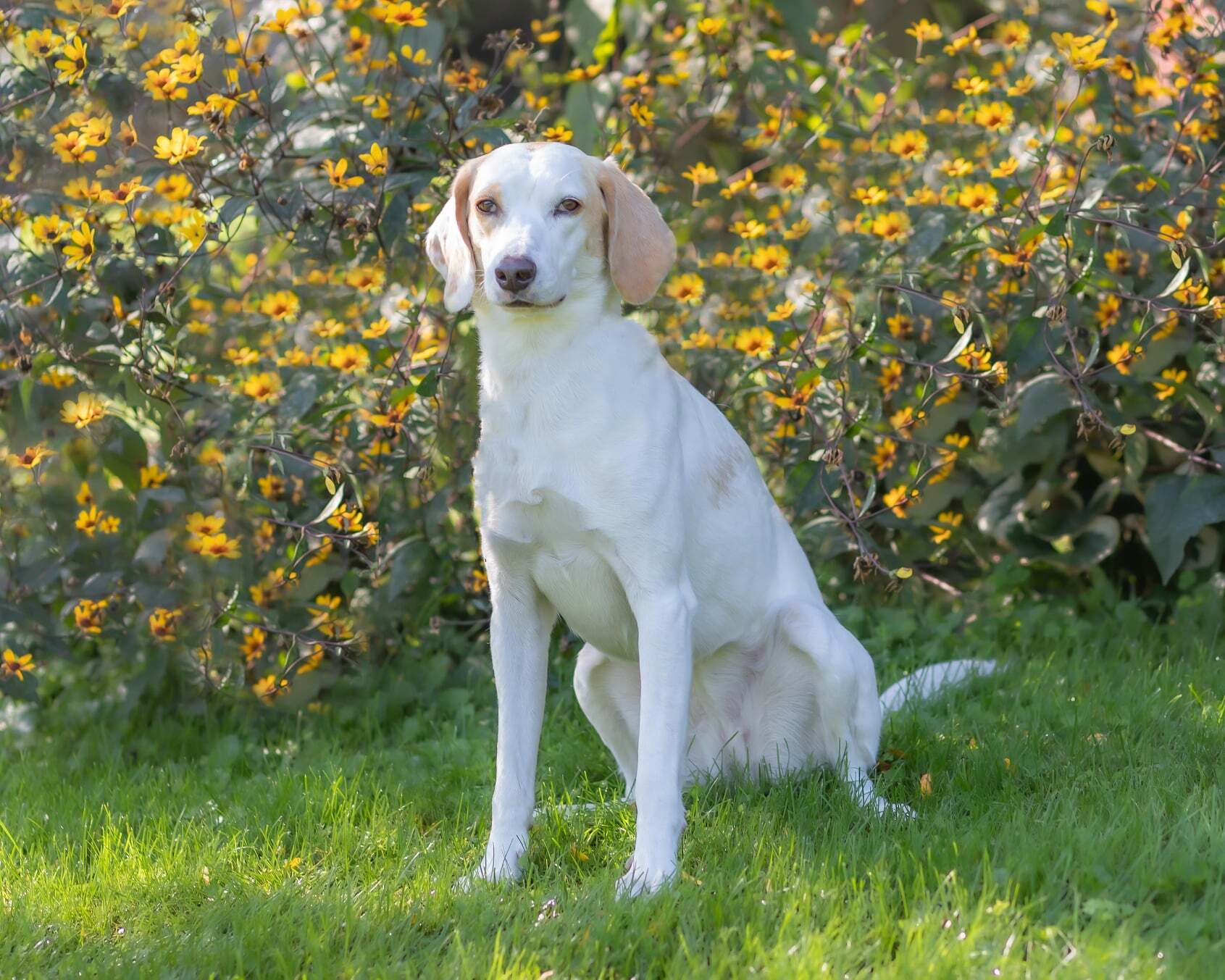 Tilly - Foster to Adopt, an adoptable Foxhound in North Bay, ON, P1B 8G2 | Photo Image 12