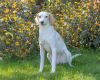 Tilly - the queen! photo 7