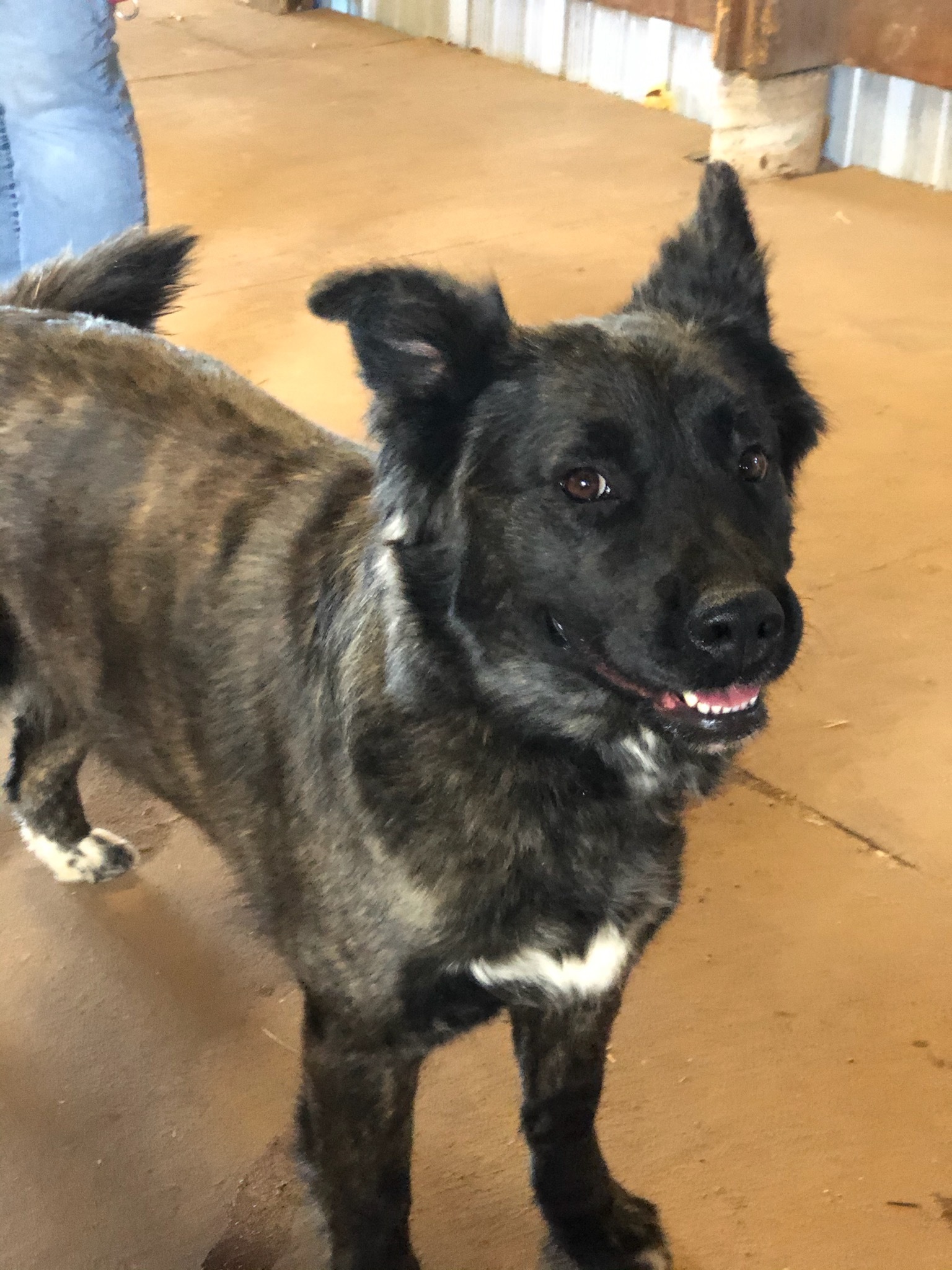 Masie , an adoptable Rottweiler, Chow Chow in Albuquerque, NM, 87199 | Photo Image 1