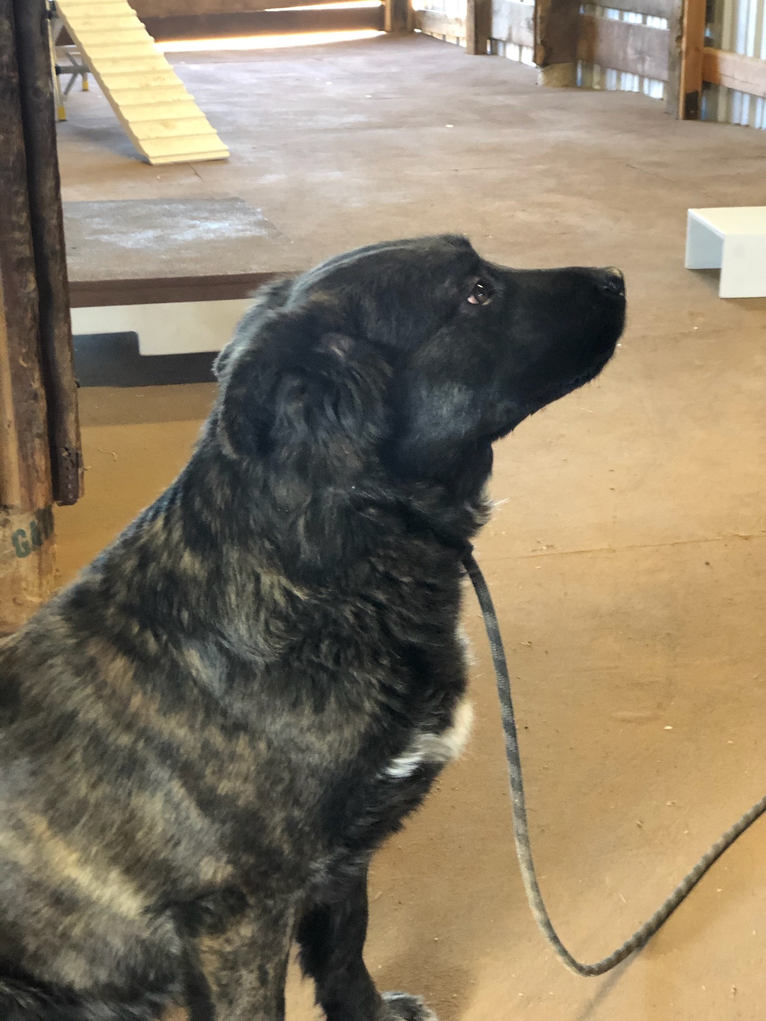 Masie , an adoptable Rottweiler, Chow Chow in Albuquerque, NM, 87199 | Photo Image 2